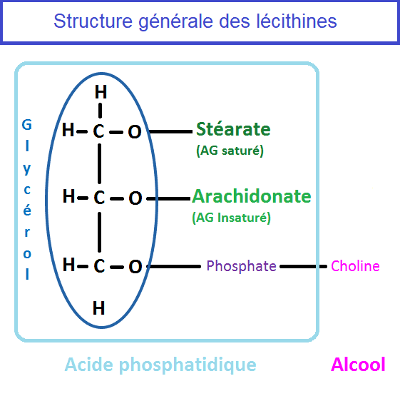 Structure générale des lécithines