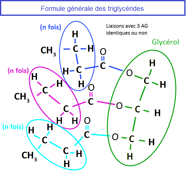 Triglycérides